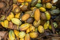 Organic Cacao World