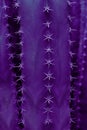 Organic Cactus Texture And Background In Ultra Violet