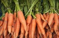 Organic carrot Royalty Free Stock Photo