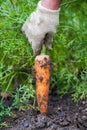 Organic carrot Royalty Free Stock Photo