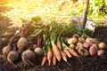 Organic carrot, beetroot, and potatoes in sunlight. Autumn harvest of different fresh raw vegetables on soil in garden Royalty Free Stock Photo