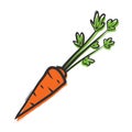 Organic carrot isolated vector illustration popart style