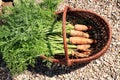 Organic carrot from rural permaculture i Royalty Free Stock Photo