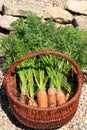 Organic carrot from rural permaculture Royalty Free Stock Photo