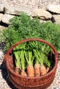 Organic carrot from rural permaculture Royalty Free Stock Photo