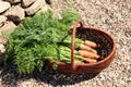 Organic carrot from rural permaculture Royalty Free Stock Photo