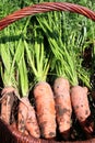 Organic carrot from rural permaculture Royalty Free Stock Photo