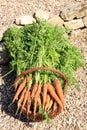 Organic carrot from rural permaculture Royalty Free Stock Photo