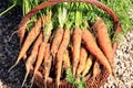 Organic carrot from rural permaculture Royalty Free Stock Photo