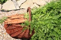Organic carrot from rural permaculture Royalty Free Stock Photo