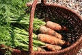 Organic carrot from rural permaculture Royalty Free Stock Photo