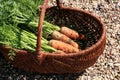 Organic carrot from rural permaculture Royalty Free Stock Photo