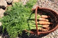 Organic carrot from rural permaculture Royalty Free Stock Photo