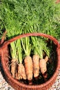 Organic carrot from rural permaculture Royalty Free Stock Photo