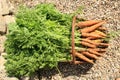 Organic carrot from rural permaculture Royalty Free Stock Photo