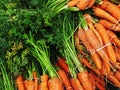 Organic carrot for sale at market. Royalty Free Stock Photo