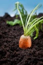 Organic carrot vegetable Royalty Free Stock Photo