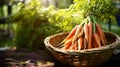 Organic carrot in weave garden produce display Royalty Free Stock Photo