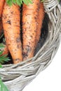 Organic carrots Royalty Free Stock Photo