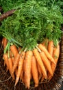 Organic Carrots Royalty Free Stock Photo