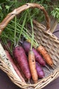 Organic carrots in a basket. Royalty Free Stock Photo