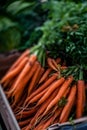 Organic carrots on sale Royalty Free Stock Photo