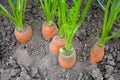 Organic Carrots. Carrot Growing