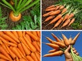 Organic carrots collage