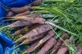 Organic healthy carrots Royalty Free Stock Photo