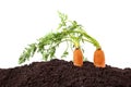 Organic carrots in soil isolated on white