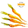 Organic carrots, watercolor vector