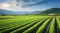 organic celery farm ca