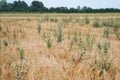 Organic cereal field full with weeds