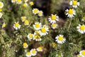 organic chamomile flowered in spring