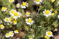 organic chamomile flowered in spring