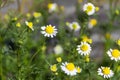 organic chamomile flowered in spring