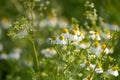 Organic chamomile flowers on a meadow.