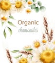 Organic chamomiles flowers with green leaves and wheat spike