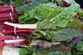 Organic Chard Royalty Free Stock Photo