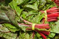 Organic Chard