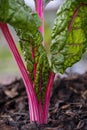 Organic chard