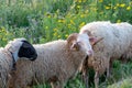 Organic cheese farm, sheeps grazing green grass on pasture in Greece