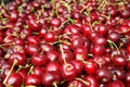 Organic Cherries Royalty Free Stock Photo