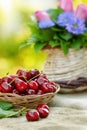 Organic cherries Royalty Free Stock Photo