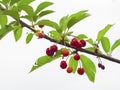 Organic cherry branch Royalty Free Stock Photo