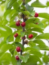 Organic cherry branch Royalty Free Stock Photo