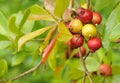 Organic Cherry Guava Fruit Royalty Free Stock Photo