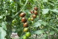 Organic Cherry tomato growing in Green house Royalty Free Stock Photo