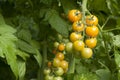 Organic Cherry tomato growing in Green house Royalty Free Stock Photo