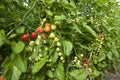 Organic Cherry tomato growing in Green house Royalty Free Stock Photo